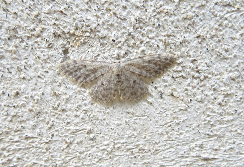 Cfr. Idea typicata - Geometridae